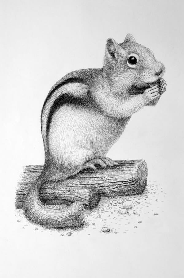 How To Draw Animals? 60 Easy Pencil Drawings Of Animals