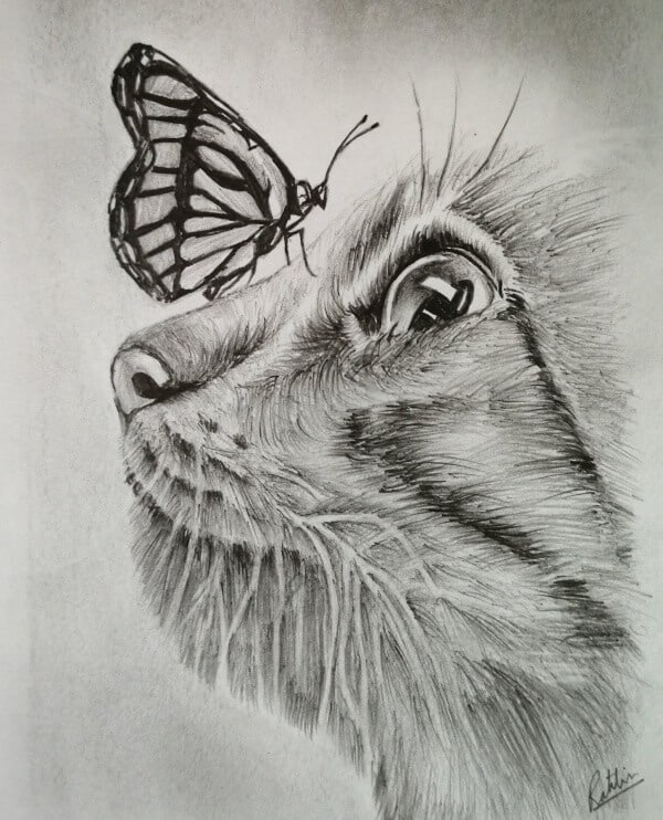 pencil drawings of animals