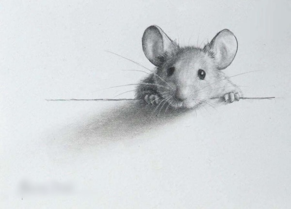 Easy Pencil Drawings Of Animals