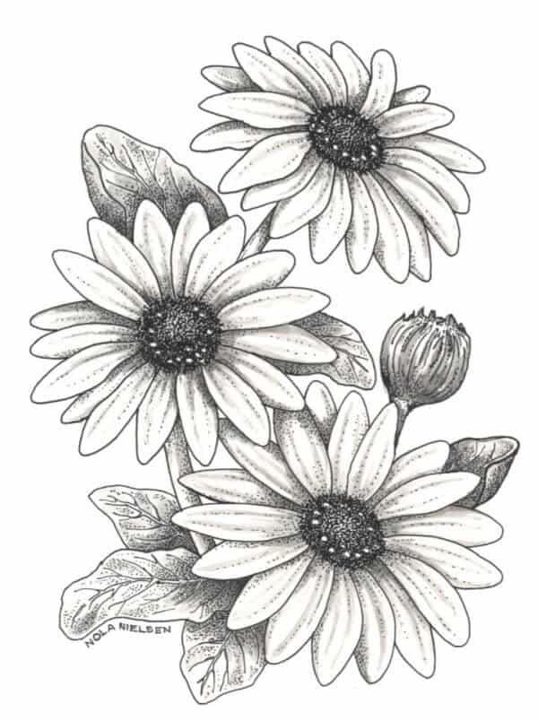 Daisy Flower Drawing.