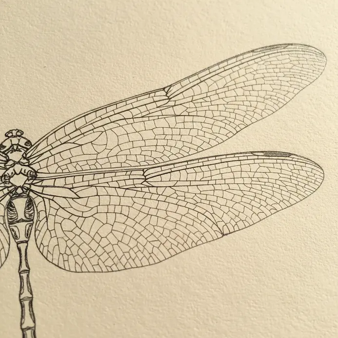 The intricate, veined pattern of a dragonfly's transparent wings drawn with a network of fine lines.
