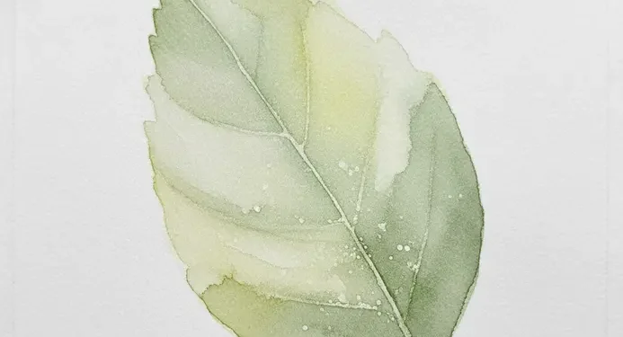Beginners Guide To Painting With Watercolor