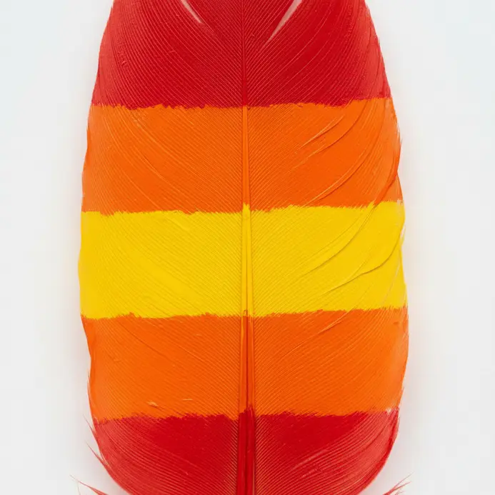 A feather is divided into wide, concentric bands colored in the order of the rainbow.