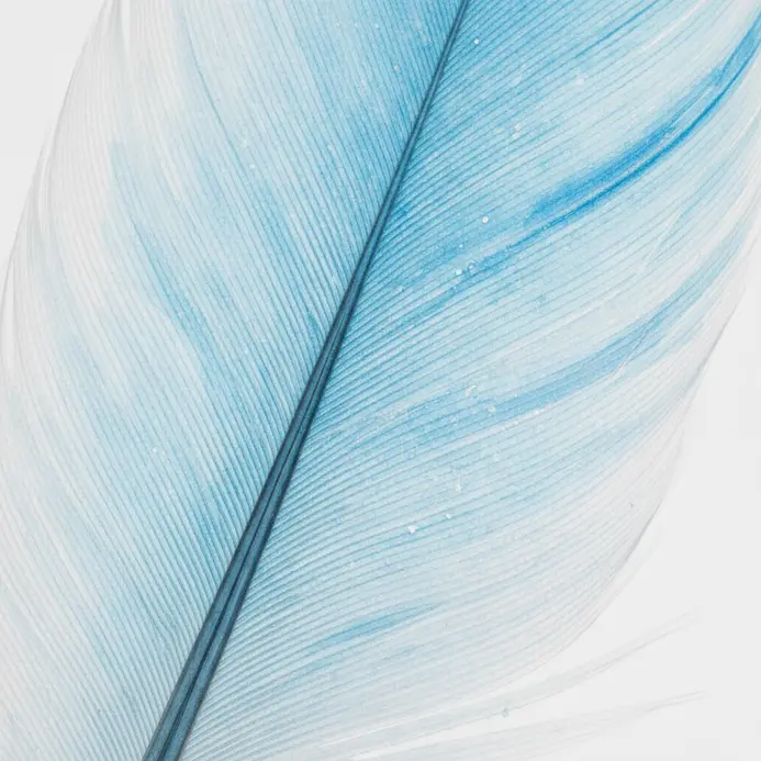 A feather treated with a very soft, watery blue wash that creates wispy, cloud-like shapes.