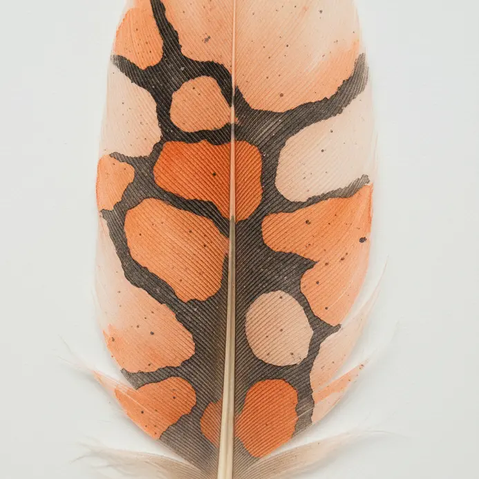 A feather showing a soft watercolor gradient of orange and pink with a black tree silhouette.