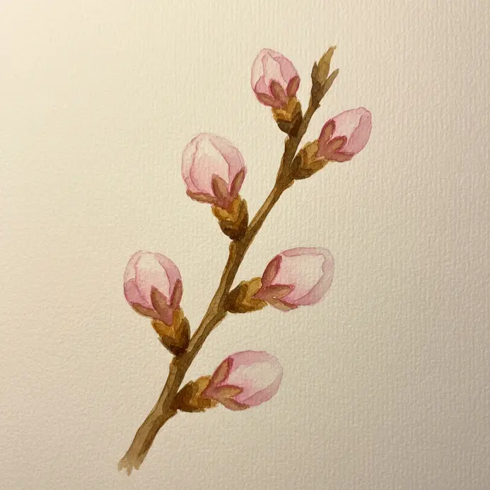 A slender twig with soft pink cherry blossom buds painted in a loose, expressive watercolor style.
