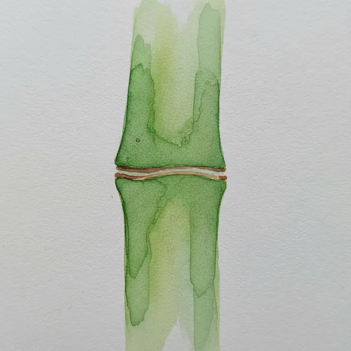 An elegant, tall green bamboo stalk with distinct segments and narrow leaves painted in watercolor.