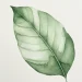 Easy Watercolor Botanical Painting Ideas