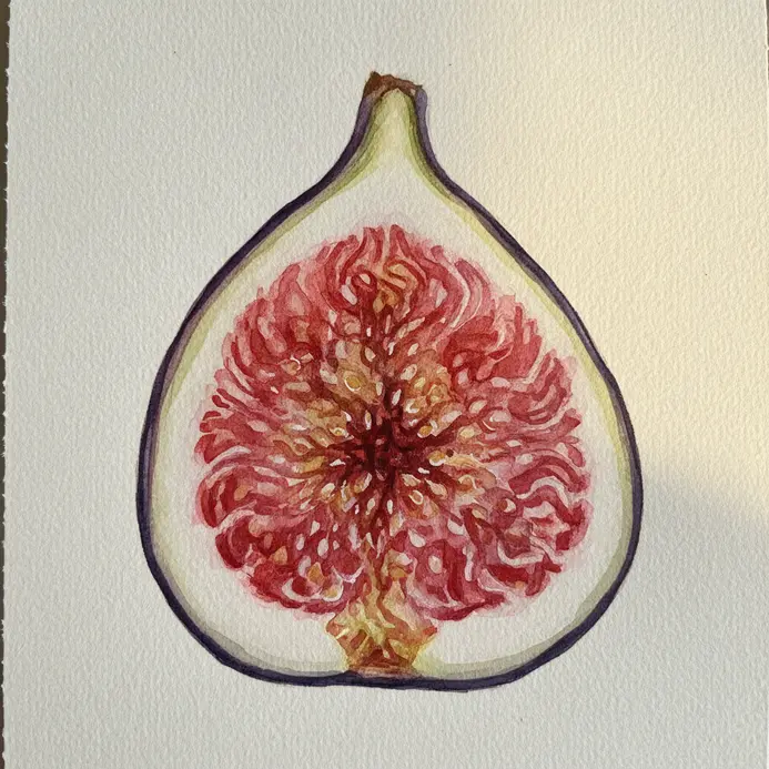 A fig sliced in half to reveal its pink interior and many small seeds, painted with transparent watercolor washes.
