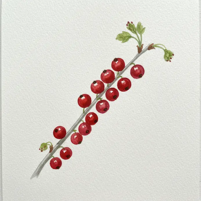 A delicate branch with tiny translucent red currants, painted with a small round watercolor brush.
