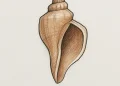How To Draw A Seashell