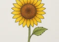 How To Draw A Sunflower