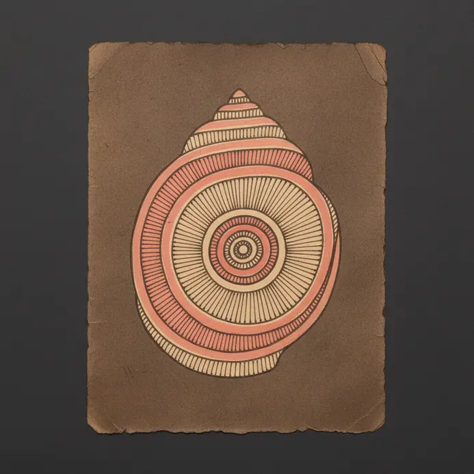 A clean, symmetrical drawing of a conch shell with a decorative spiral and added patterns.