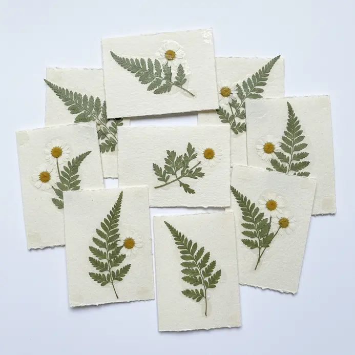 Three cream-colored blank cards, each featuring a unique arrangement of pressed green ferns and small white daisies.