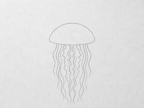 A pencil sketch showing a shallow dome shape with wavy oral arms underneath and several long, flowing, curved tentacles extending downwards.