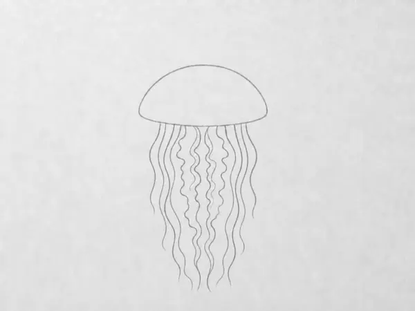 A clean pencil drawing of a jellyfish with a dome body, oral arms, and tentacles, with the initial construction guide lines removed.