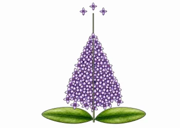 How To Draw A Lilac