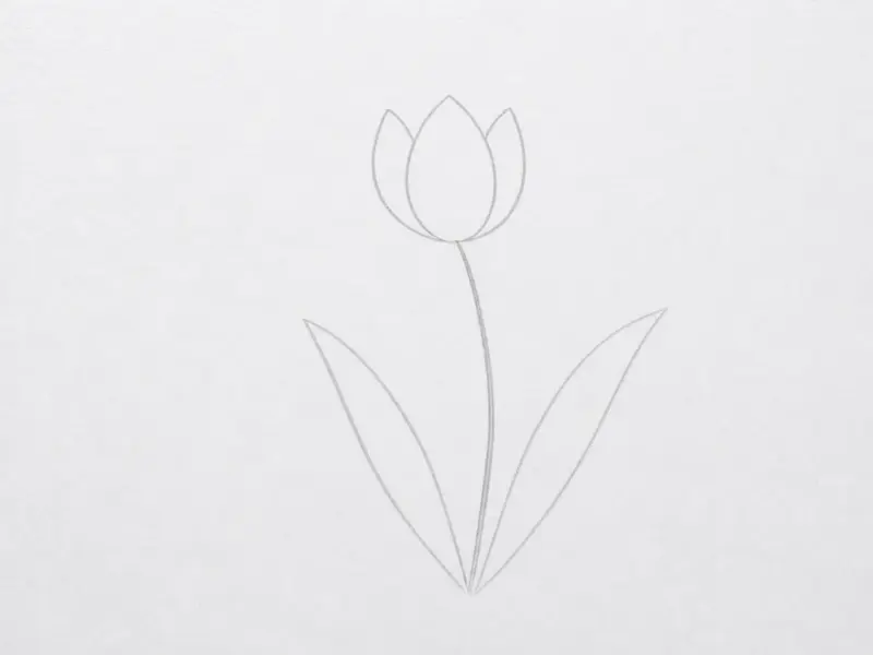 A clean pencil drawing of a tulip's final outline, showing the petal shapes, stem, and leaves with no guide lines visible.
