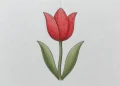 How To Draw A Tulip
