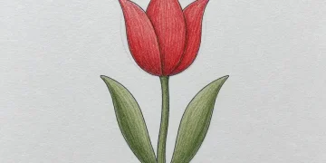 How To Draw A Tulip