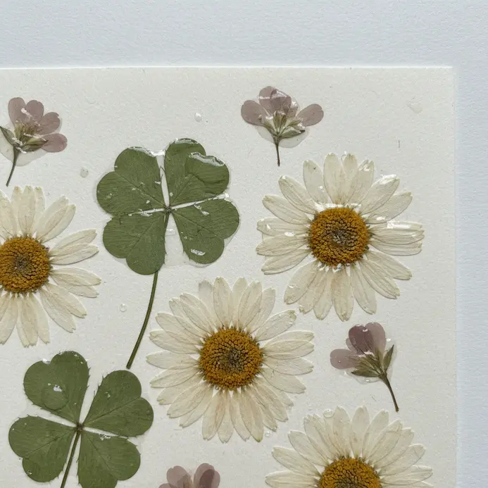 A simple wooden frame holds a cardstock sheet with pressed daisies and clover.