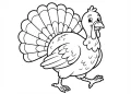 Turkey Coloring Pages