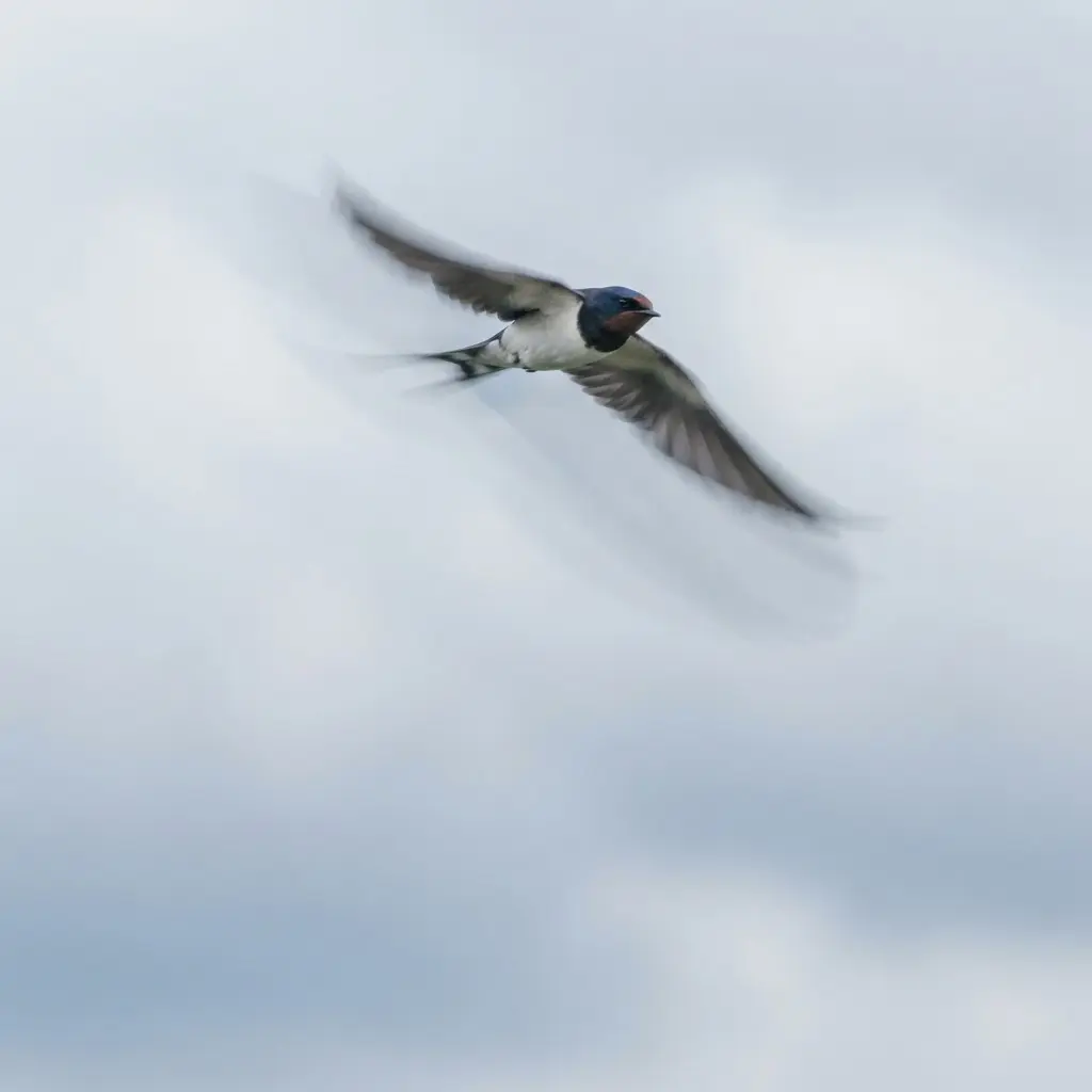 Bird wings form soft motion trails across a pale sky during an intentional slow shutter exposure.