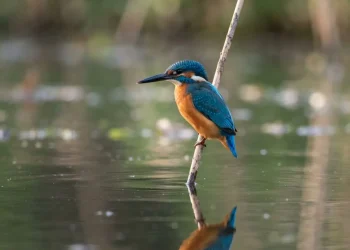 Bird Photography Ideas