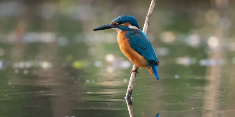 Bird Photography Ideas