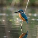 Bird Photography Ideas