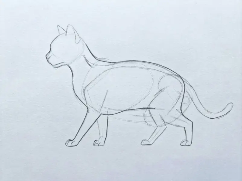 The cat’s head, ears, muzzle, front legs, and curved tail appear in light pencil lines.