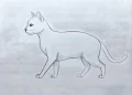 How To Draw A Cat