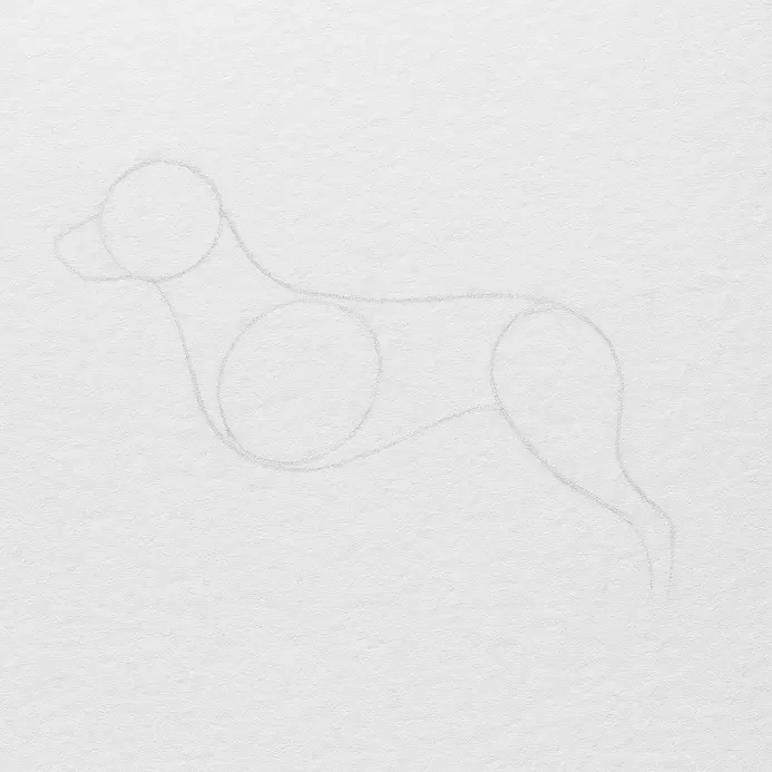 Light pencil ovals show the dog’s head and body on white drawing paper.