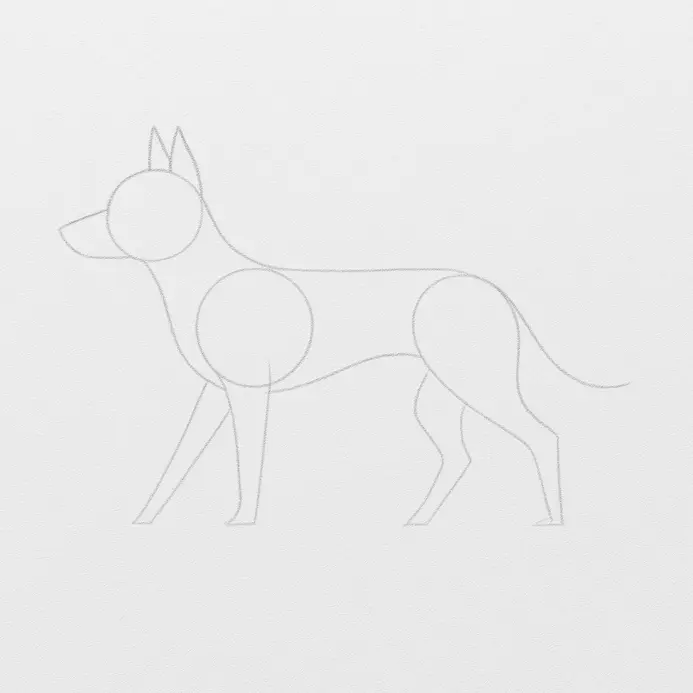 The pencil dog now has body ovals, limb guides, a forward snout, and pointed ears.
