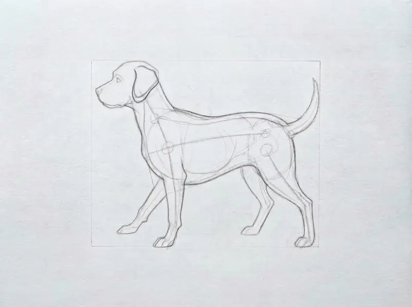 A pencil dog sketch now includes the body, head, muzzle, four outlined legs, paws, ears, and tail.