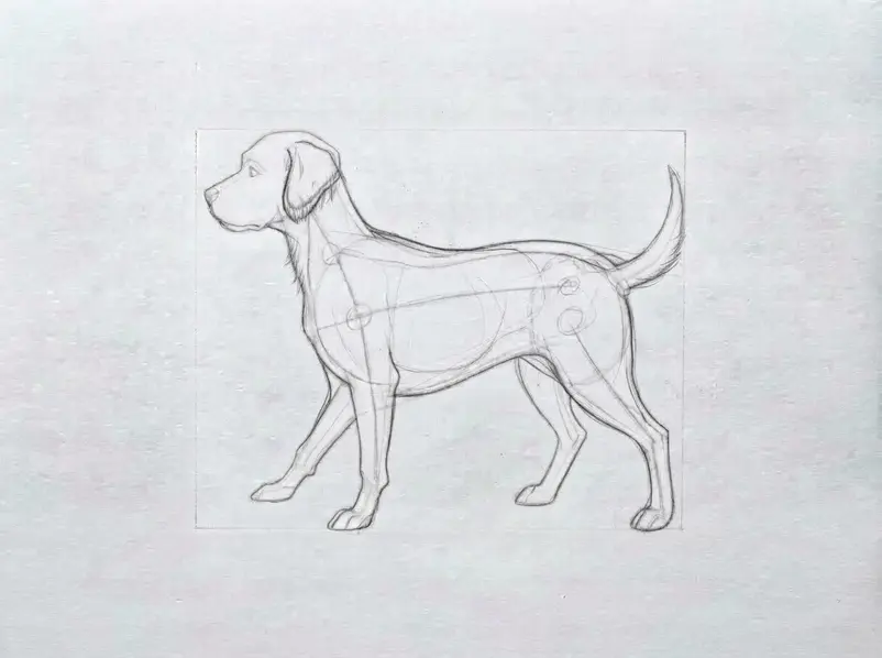 The pencil sketch shows a complete dog with shaped limbs, facial features, ears, tail, and early fur details.