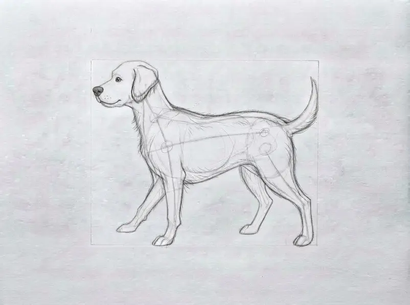 A clean pencil dog drawing remains after guide lines are erased, with refined contours, paws, ears, and facial details.