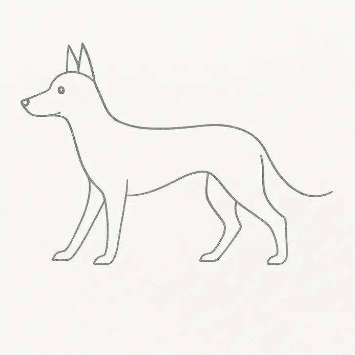 A clean pencil dog remains after the body ovals, limb guides, and center marks are erased.