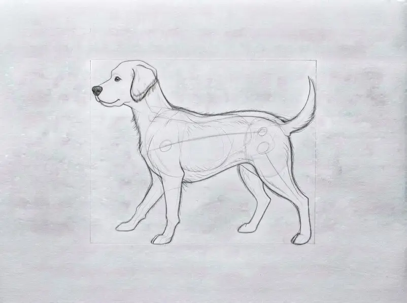 Black ink traces the clean dog outline, face, ears, paws, tail, and fur details over the refined pencil sketch.