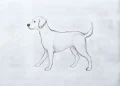 How To Draw A Dog
